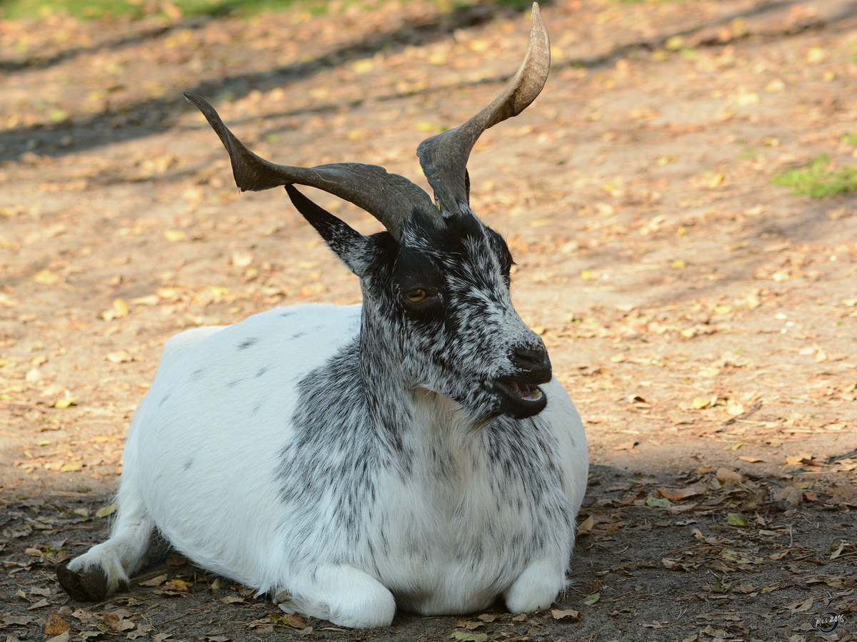 Eine Westafrikanische Zwergziege im Zoo Safaripark Stukenbrock. (Oktober 2014)