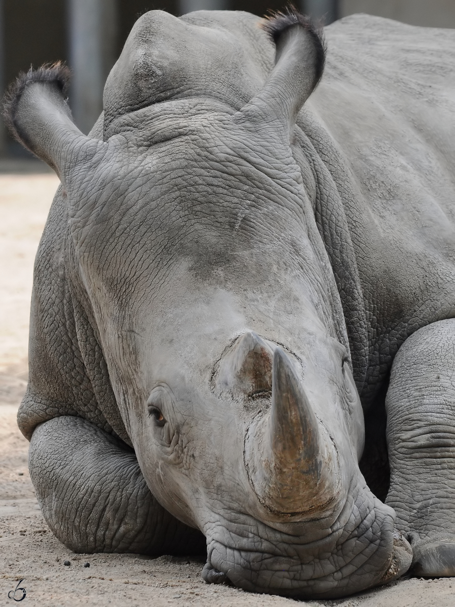 Eine Westafrikanisches Breitmaulnashorn Anfang Juli 2010 im Zoo Schwerin.