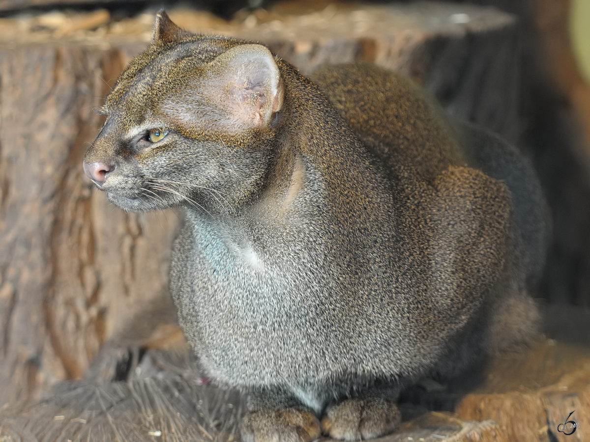 Eine Wieselkatze, auch Jaguarundi im Zoo Dortmund. (Februar 2010) 