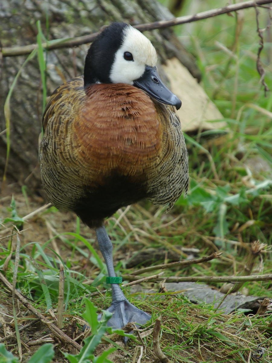 Eine Witwenpfeifgans im Zoom Gelsenkirchen. (September 2009)