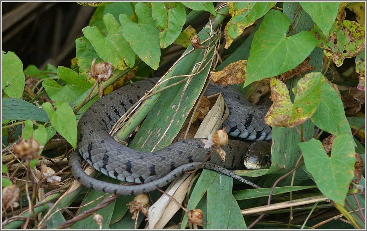 Eine Wrfelnatter geniesst die Ruhe in den hohen Grsern am See bevor es auf Fischjagd geht.
(30.09.2019)
