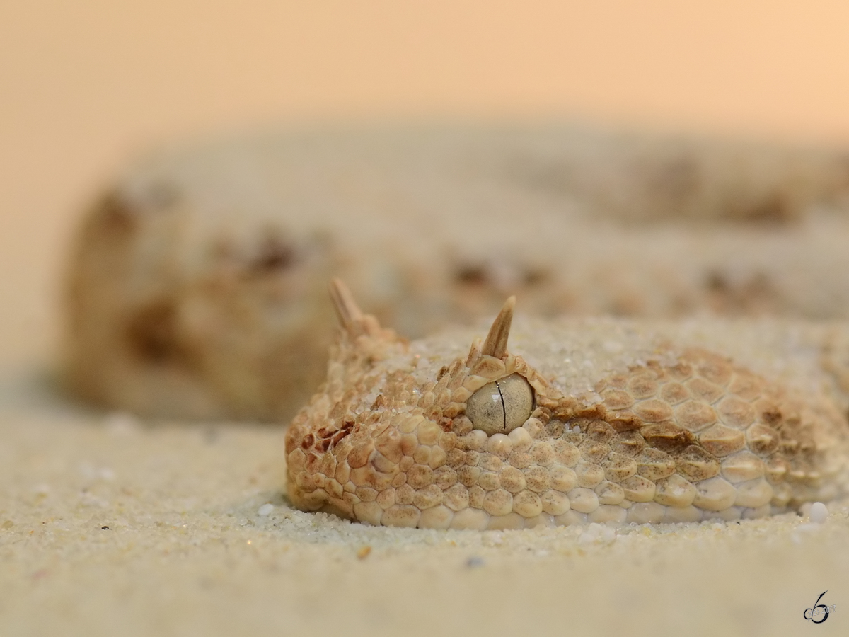 Eine Wsten-Hornviper im Portrait. (Terrazoo Rheinberg, Mai 2012)