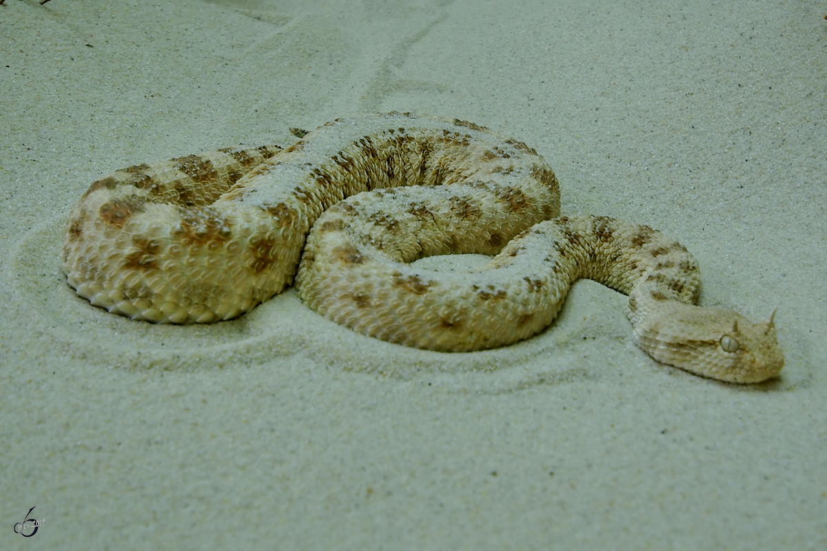 Eine Wsten-Hornviper war im August 2007 im Terrazoo Rheinberg zu entdecken.