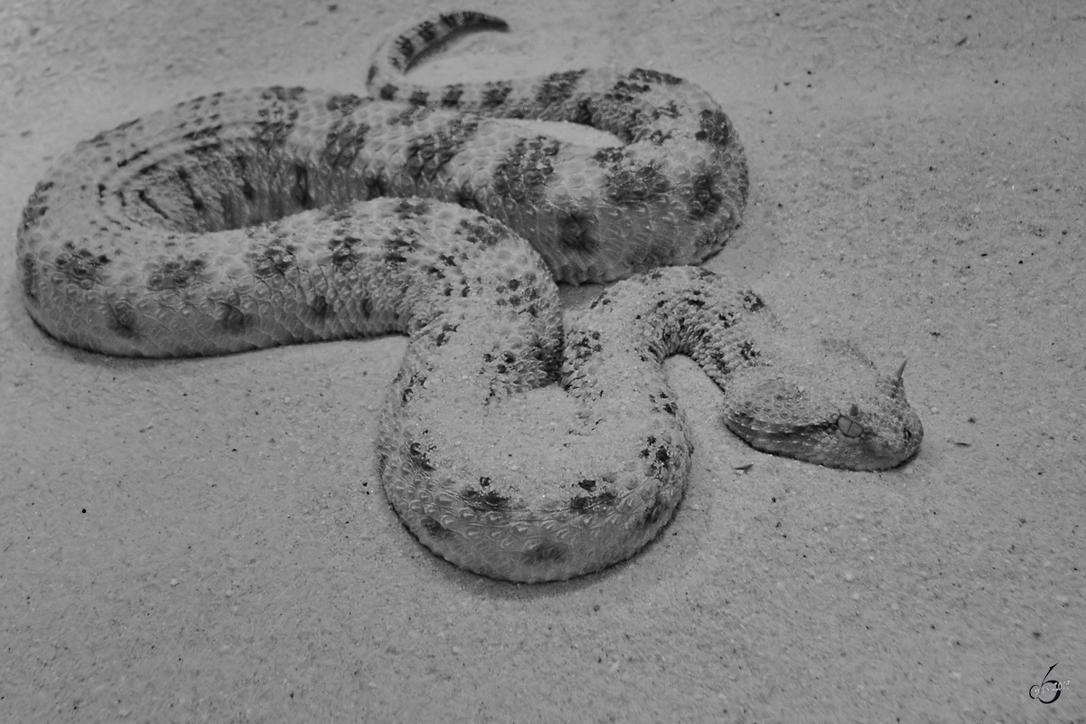 Eine Wsten-Hornviper war Mitte Mai 2011 im Terrazoo Rheinberg zu entdecken.