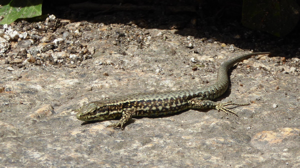 Eine Zauneidechse (Lacerta agikis) bei einem Sonnenbad.
Gesehen im September 2016 in Nordhorn.
