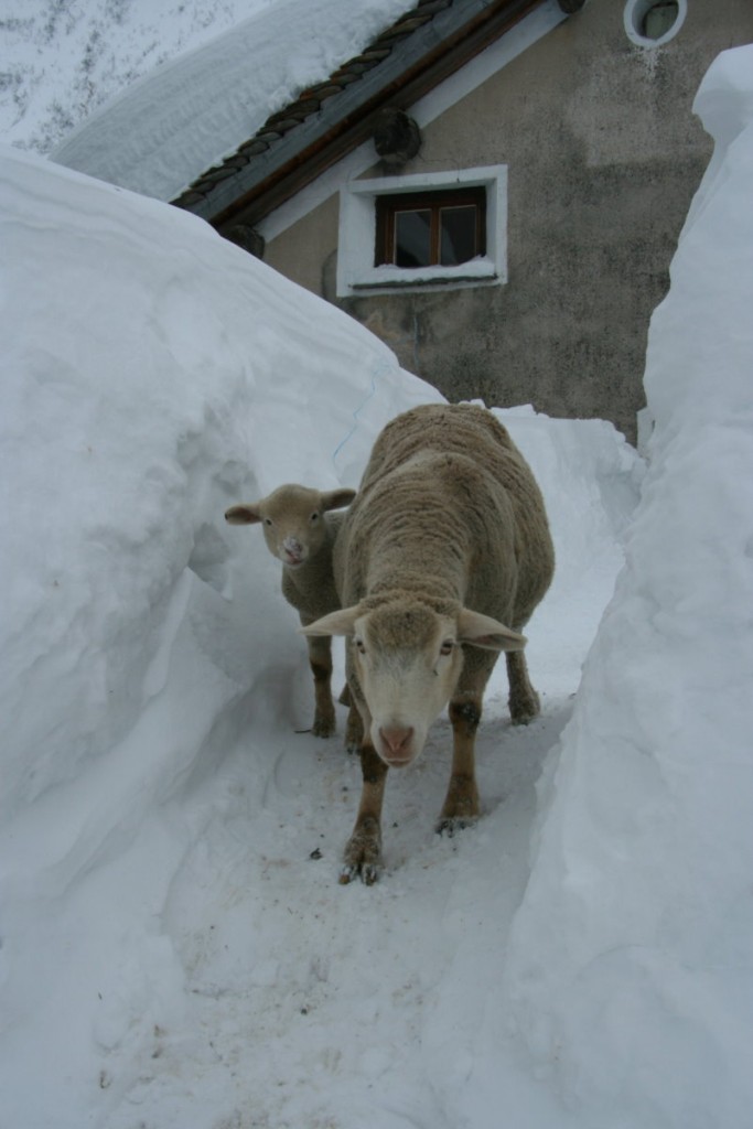 Eine Zibbe spaziert mit ihrem Lamm auf einem freigefrsten Fuweg durch Hinterhein. Ihnen ist nicht ganz wohl, da es in dem ungewohnten Schneekanal weder eine bersicht vor ungewollten Begegnungen mit Menschen noch sichere Fluchtwege gibt; 15.02.2014