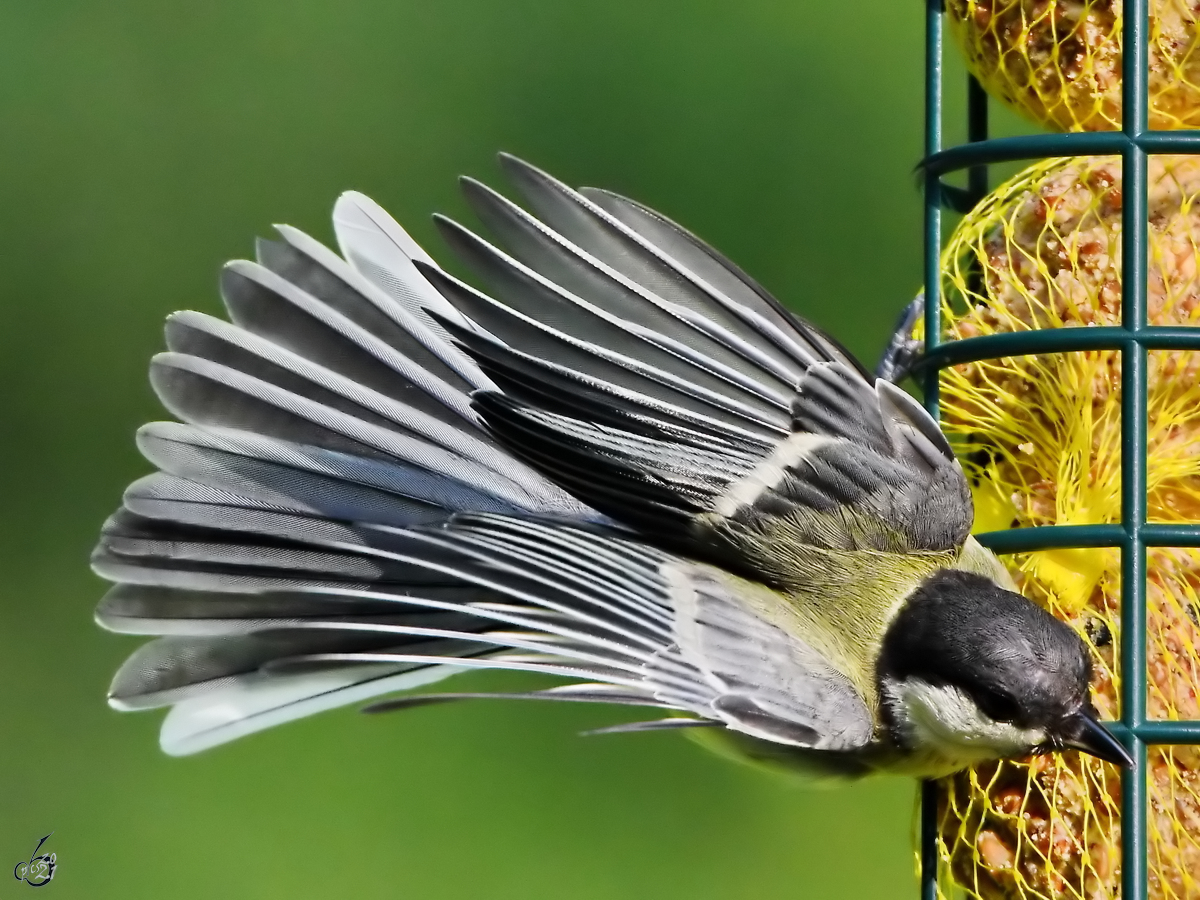 Eine zum Abflug bereite Meise konnte ich in unserem Garten ablichten. (Hattingen, Juli 2021)