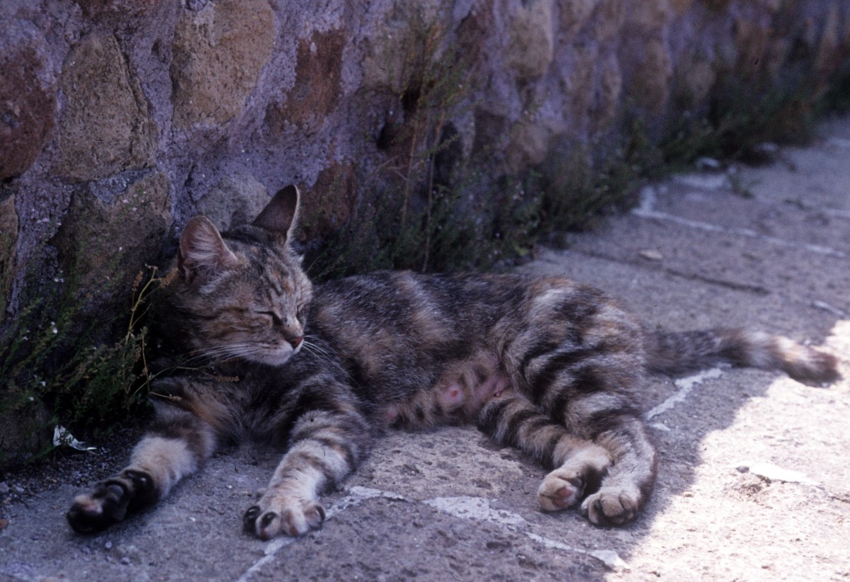Einen Platz im Schatten zu finden - das ist schn, wenn es sehr heiss ist. Eine Katze in Ostia Antica am 19. Juni 1975.