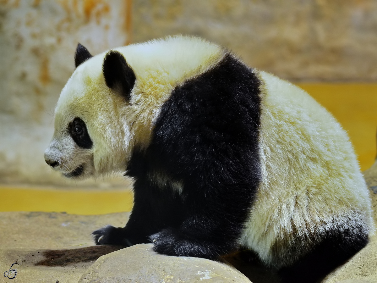 Eines der beiden Panda-Nachwuchstiere war Mitte Dezember 2010 im Zoo Madrid zu sehen.