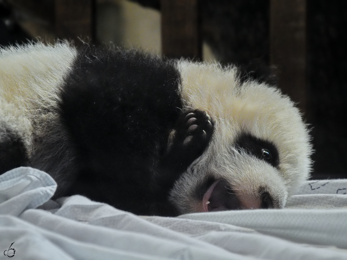 Eines der beiden Panda-Nachwuchstiere im Zoo Madrid. (Dezember 2010)