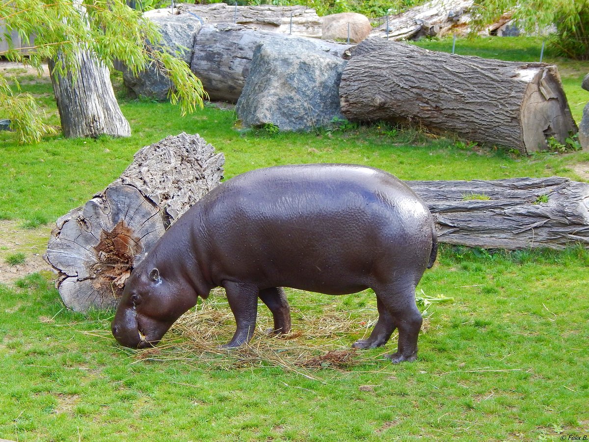 Eines der beiden Zwergflusspferde im Rostocker Zoo am 19.08.2018