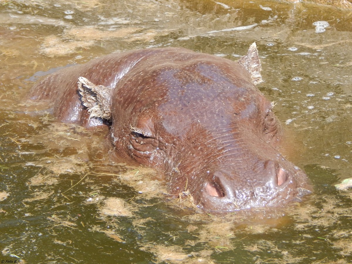 
Eines der beiden Zwergflusspferde im Rostocker Zoo am 19.08.2018