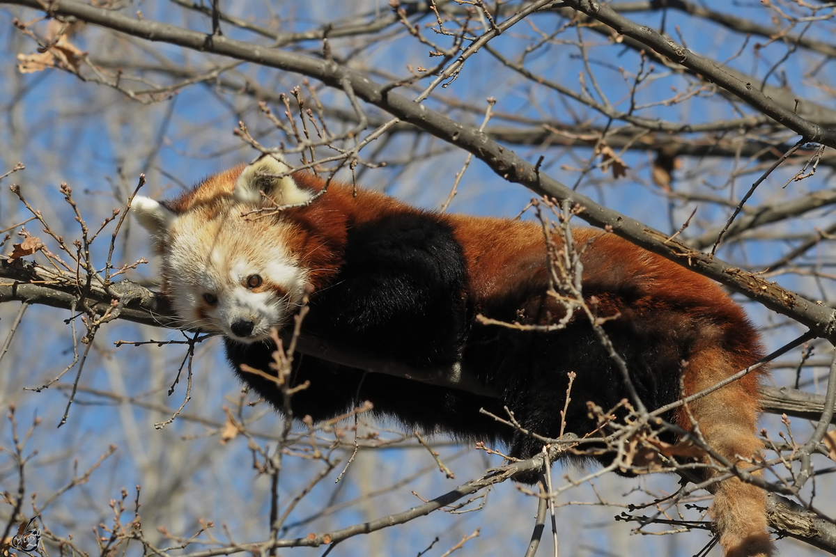 Einfach mal etwas abhngen, ein Roter Panda beim relaxen. (Zoo Madrid, Dezember 2010)