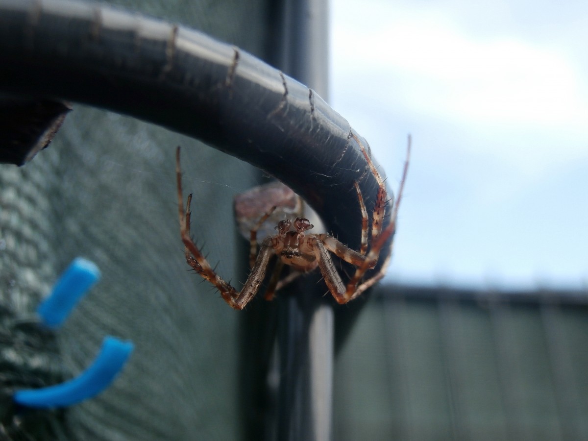 Einfach mal hngen lassen und den Tag genieen denkt sich diese Spinne in Essen Steele Ost.

Essen 21.09.2014