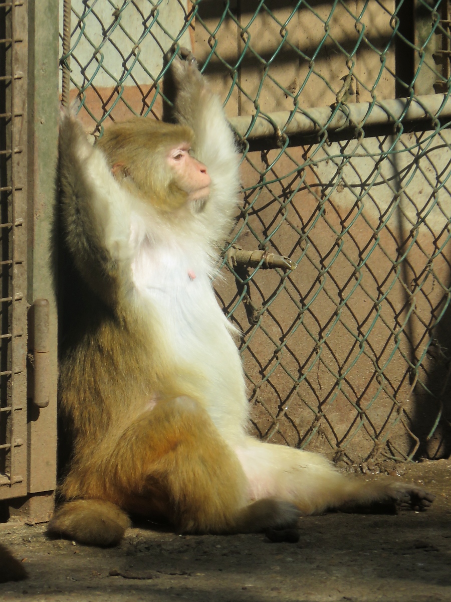 Einfach mal nur abhngen...

Makakae im Zoo d'Amneville, 26.9.2017