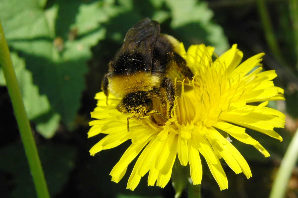 Eingestubte Hummel auf einer Lwenzahnblte,fotografiert am 25.04.2014