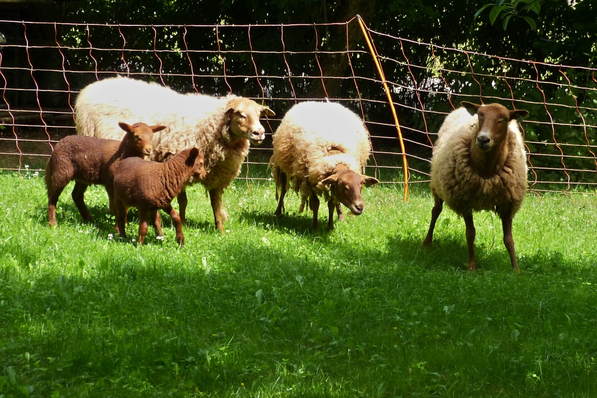 Einige Ardenner Schafe mit Jungtieren auf einer Weide. 06.2022