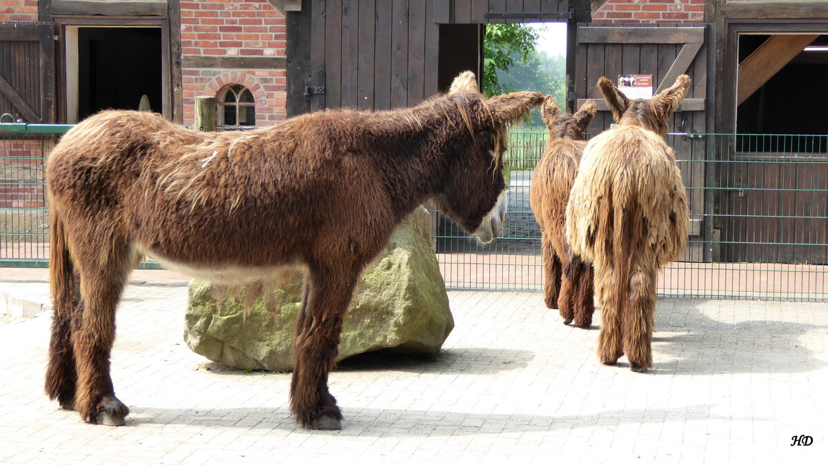 Einige Exemplare dieser Poitou-Esel (frz. Baudet du Poitou), eine gefhrdete Groeselrasse aus dem Sdwesten Frankreich, leben im Tierpark in Nordhorn. 
Aufgenommen habe ich dieses Tiere im Juni 2016.