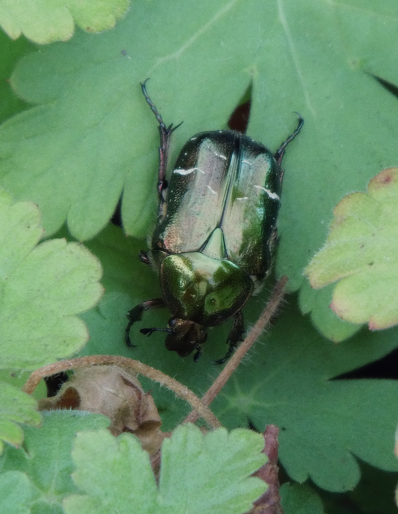 Einige Rosenkfer machten in unserem Garten eine Pause! 09.09.2015 