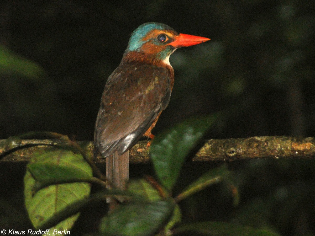 Einsiedlerliest (Actenoides monachus) im Tangkoko National Park (near Manado, Nordost-Sulawesi, November 2013).