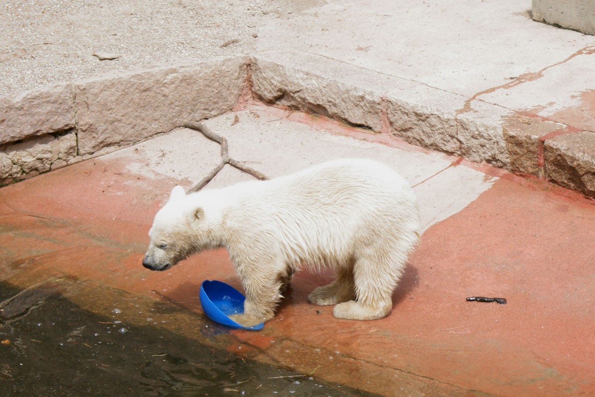 Eisbr Fiete beim Spielen (31.5.2015, Zoo Rostock)