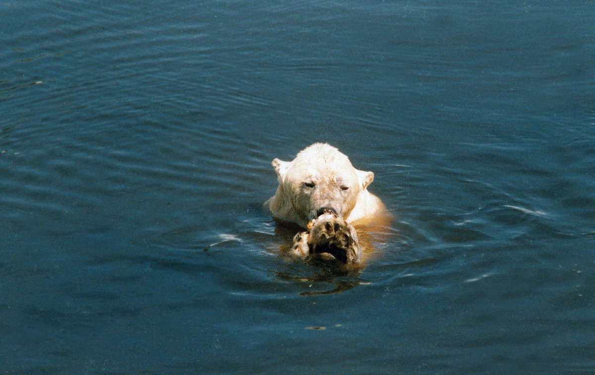 Eisbr im kanadischen Hudson Bay. Aufnahme: Juni 1987.