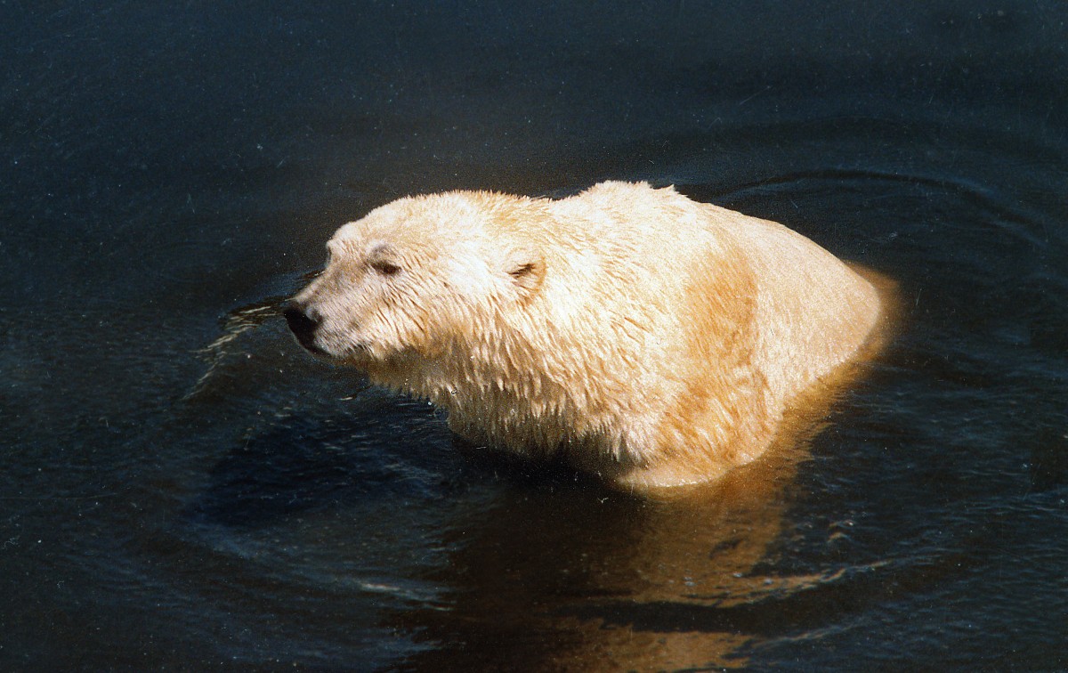 Eisbr im kanadischen Hudson Bay. Aufnahme: Juni 1987.