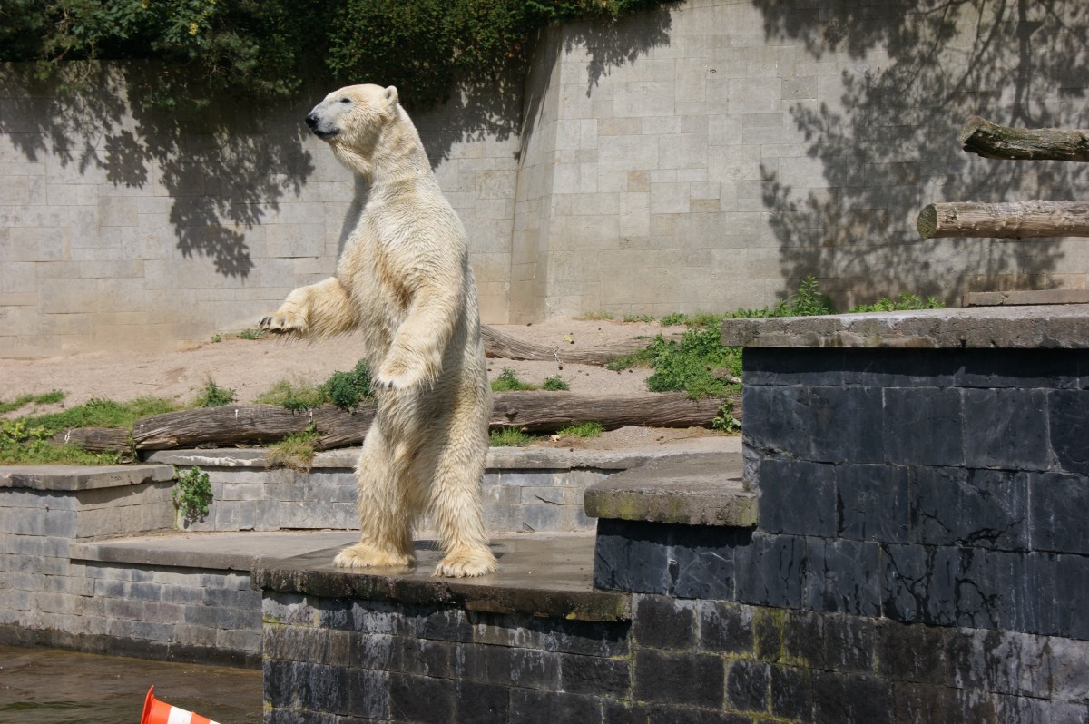 Eisbr im Rostocker Zoo (17.06.2014)