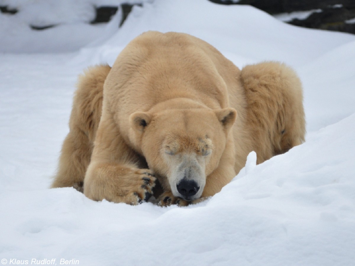 Eisbr (Ursus maritimus). Mnnchen  Yogi  bei  Winterruhe  im Tierpark Berlin (2010).