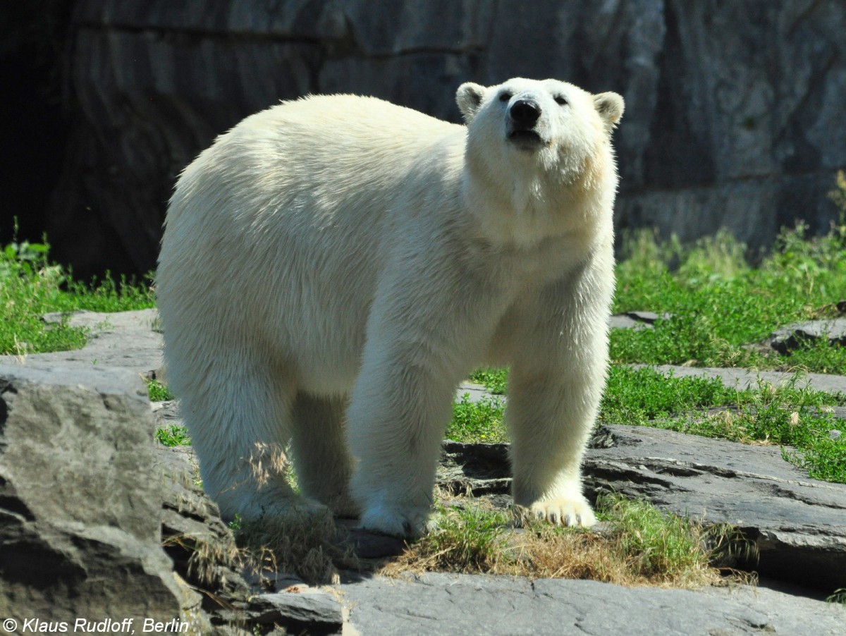 Eisbr (Ursus maritimus) im Tierpark Berlin