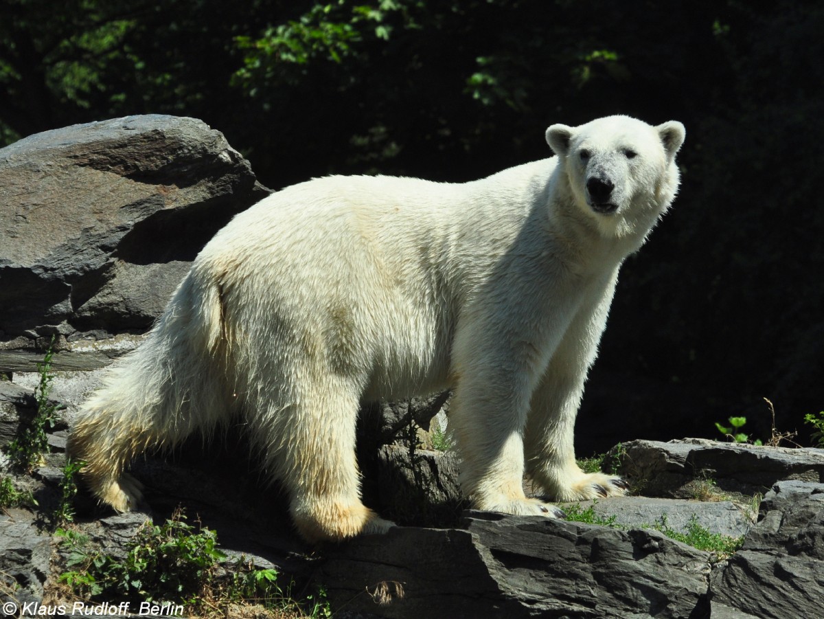 Eisbr (Ursus maritimus) im Tierpark Berlin