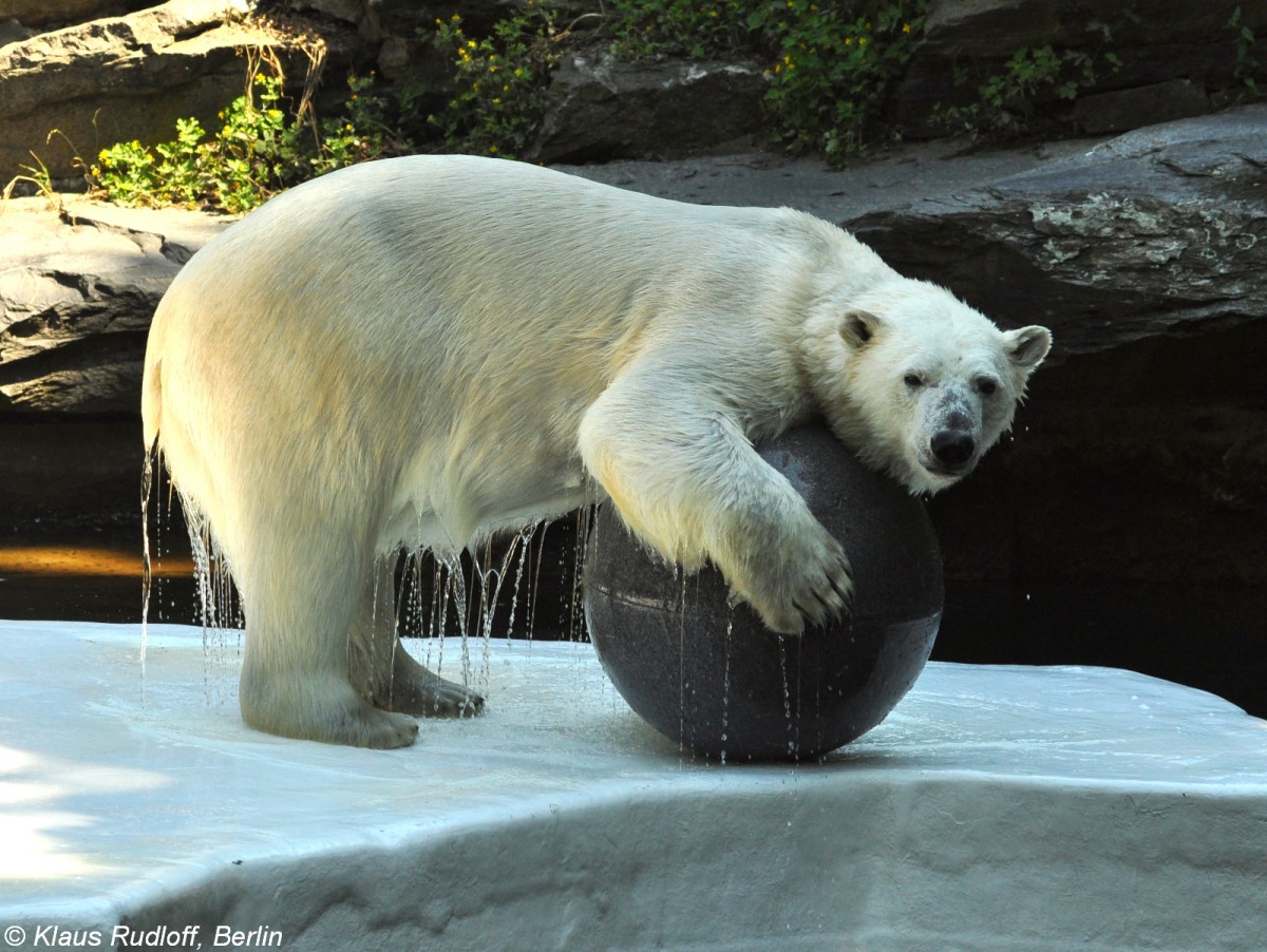 Eisbr (Ursus maritimus) im Tierpark Berlin