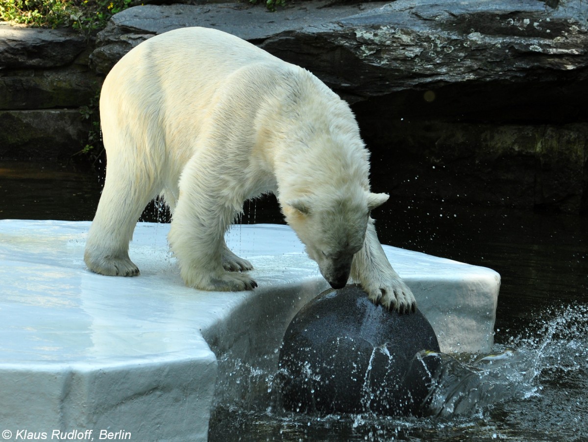 Eisbr (Ursus maritimus) im Tierpark Berlin