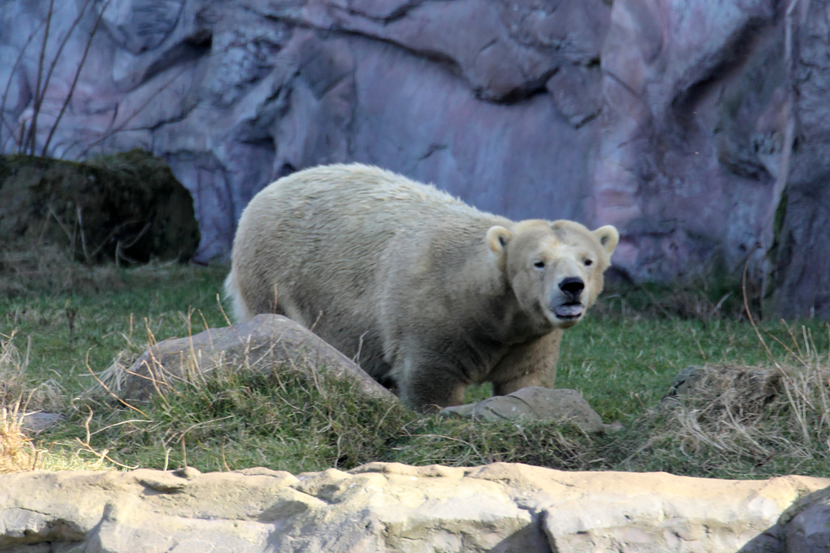 Eisbr in der ZOOM Erlebniswelt Gelsenkirchen 8.3.2015