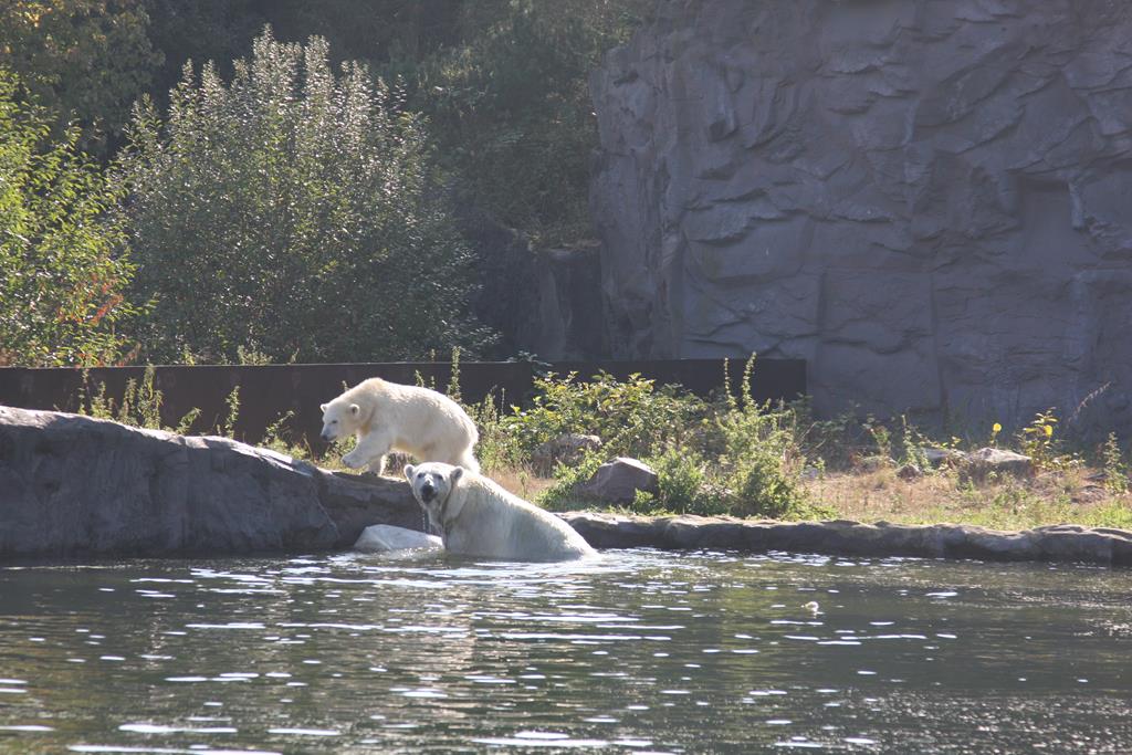 Eisbärin mit Jungem am 2.9.2018 in der Zoom Erlebniswelt in Gelsenkirchen im Teil Alaska.