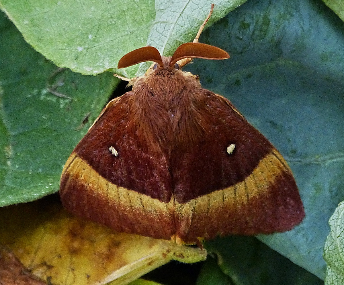 Eischenspinner, (Lasiocampa quercus), habe ich auf meinem Komposthaufen angetrofen. 22.07.2022