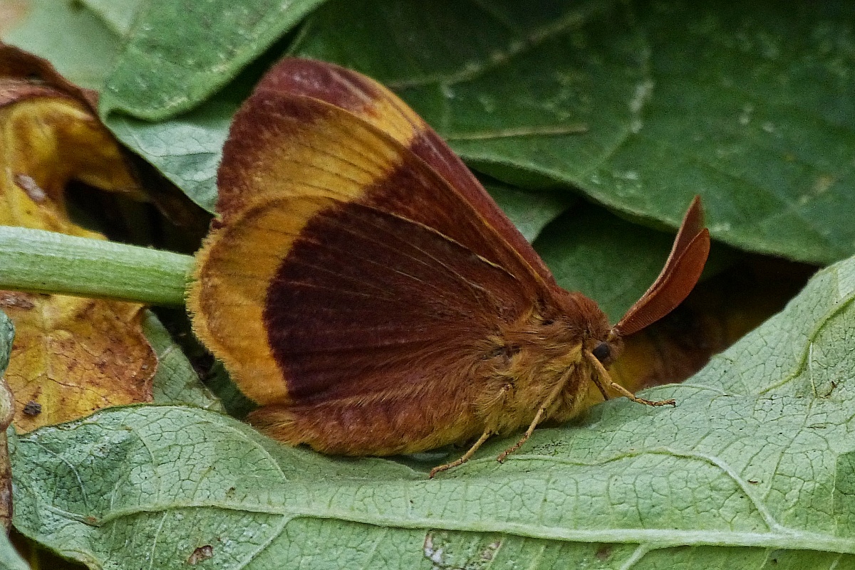 Eischenspinner, (Lasiocampa quercus), mit gechlossenen Flgeln. 22.07.2022