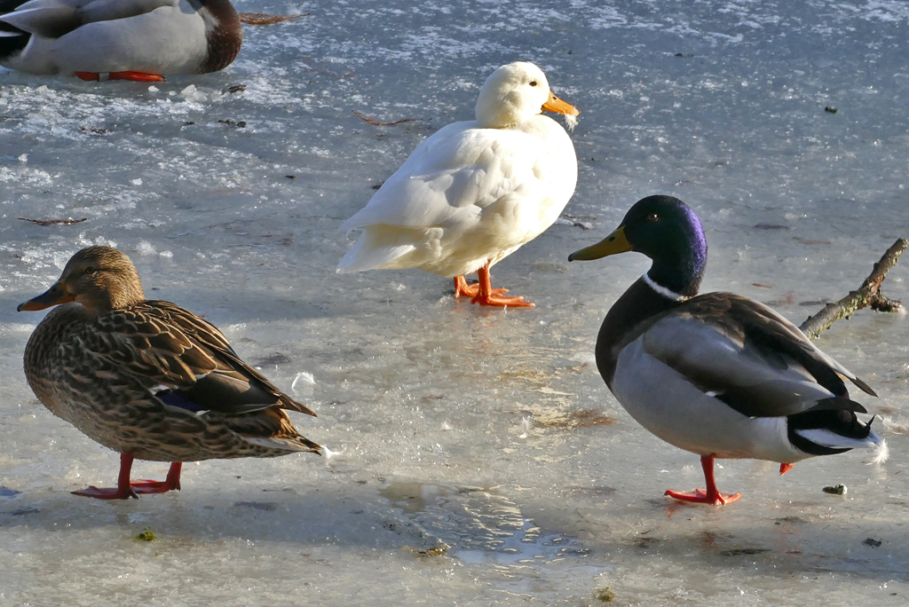  Eisenten  auf dem zugefrorenen Teich im Schillerpark Euskirchen - 26.01.2017