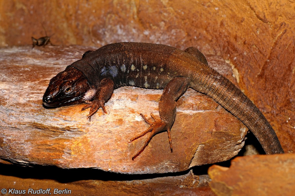 Eisentrauts Kanareneidechse, Northern Tenerife Lizard (Gallotia galloti eisentrauti), Zoologischer Garten Wroclaw (Breslau), Oktober 2016.