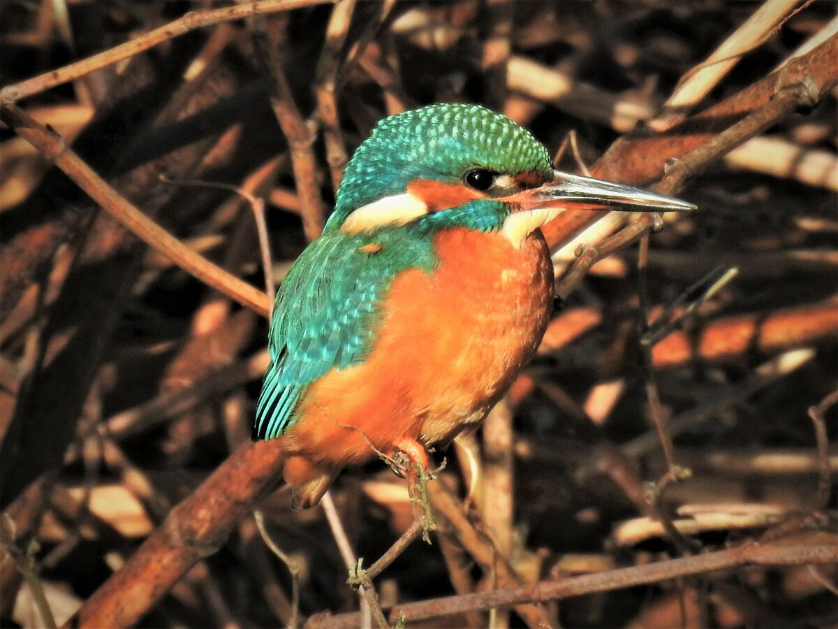 EISVOGEL AM SIEGUFER-ER BERWINTERT HIER
Andere ziehen in den Sden,er bleibt auch im Winter seiner Heimat an der Sieg treu....
am 18.11.21 in Niederschelden/Sieg...