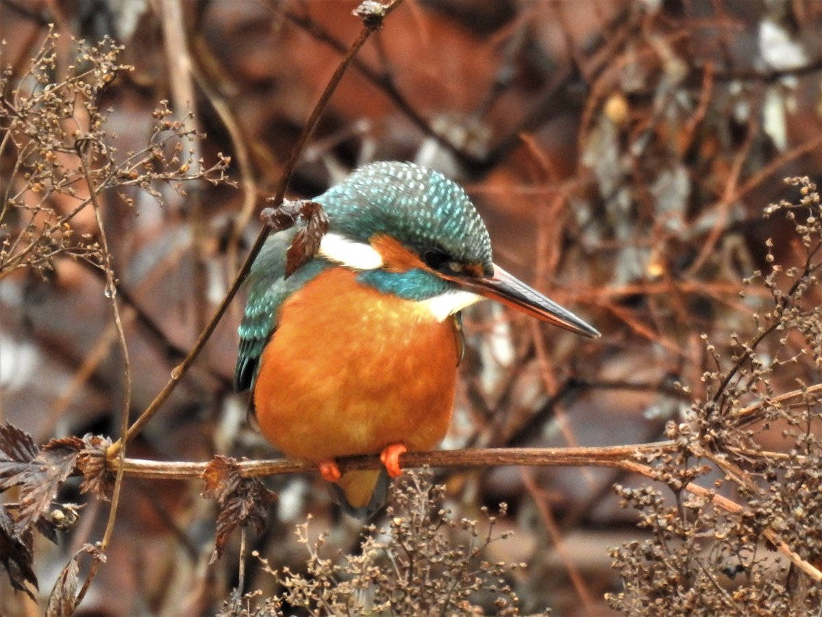 EISVOGEL AN DER SIEG-ZUM DRITTEN

Weil er bei uns so einmalig ist mit seinem bunten Gefieder und seinem Jagdverhalten....
beobachte ihn fast tglich von einer Straenbrcke in NIEDERSCHELDEN/SIEG,am 28.1.2021