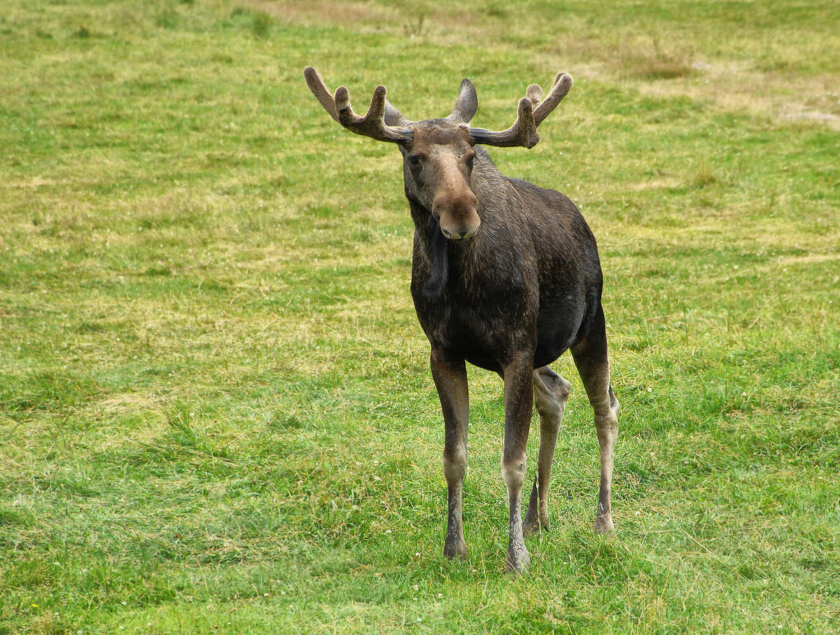 Elch (Alces alces) in Lnneberga im schwedischen Smland. Aufnahme: 20. Juli 2017.