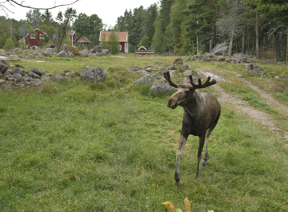 Elch (Alces alces) in Virum in Smland - Schweden. Aufnahme: 20. Juli 2017.