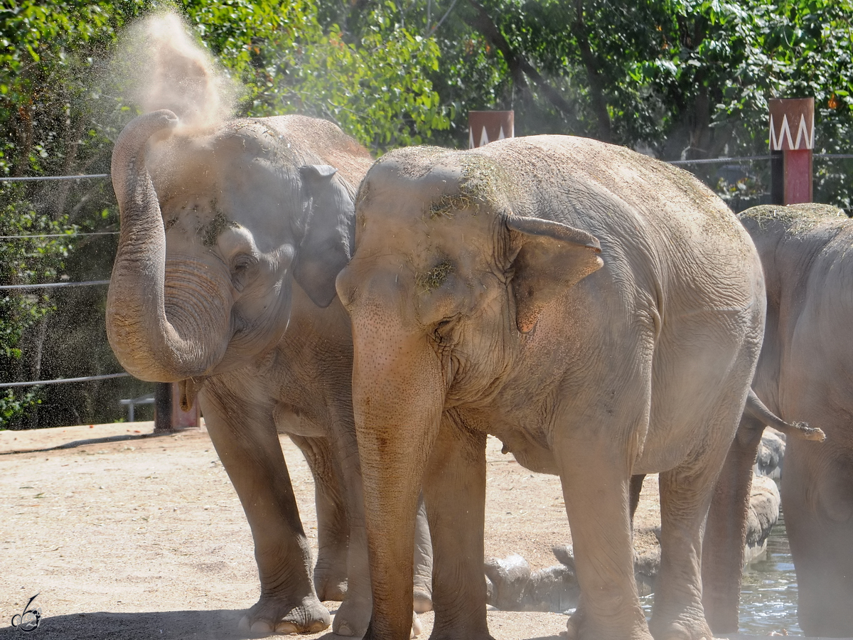 Elefanten genieen Ihre Sanddusche. (Zoo Madrid, Dezember 2010)