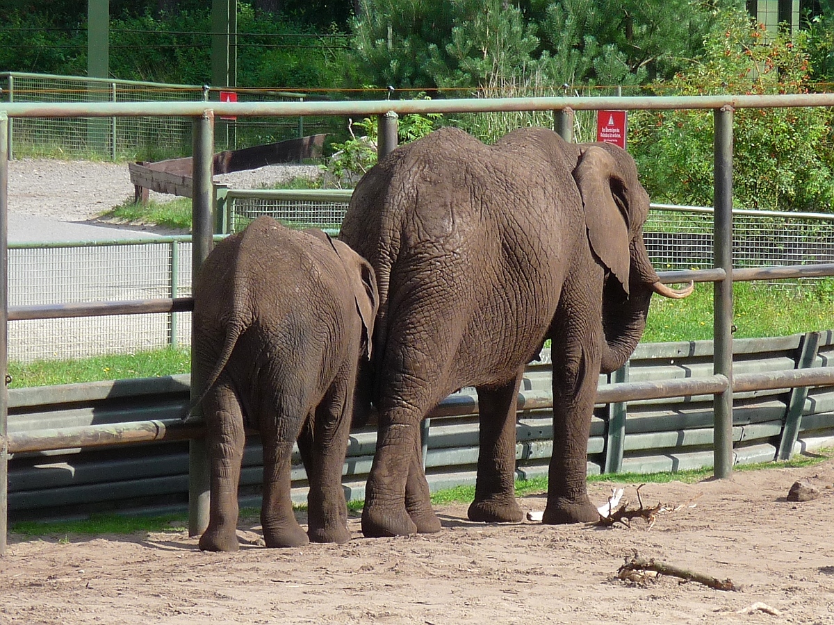 Elefantenkuh mit Nachwuchs im Serengetipark, 9.9.15 