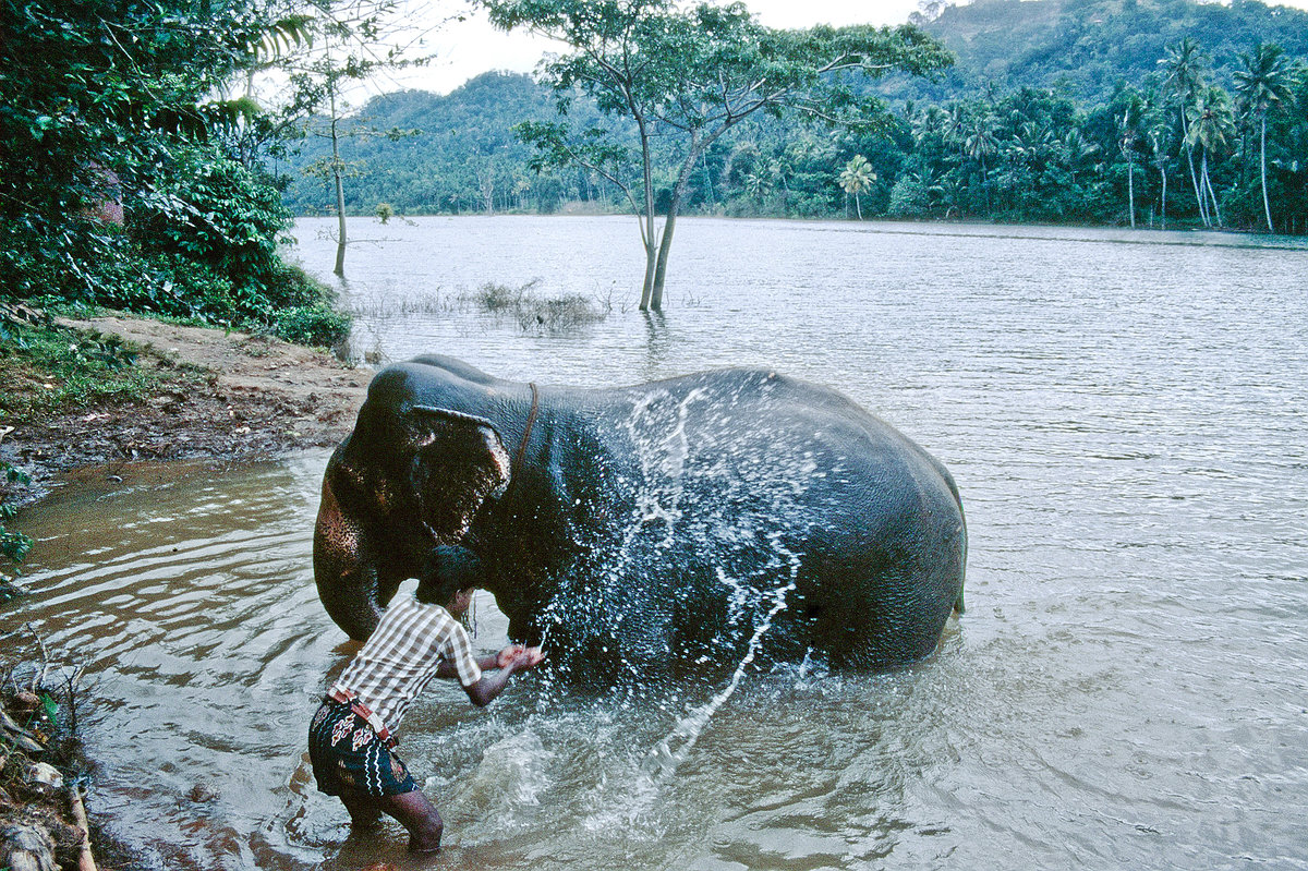 Elefantenwaschen im Mahaweli Fuss bei Kandy in Sri Lanka. Bild vom Dia. Aufnahme: Januar 1989.