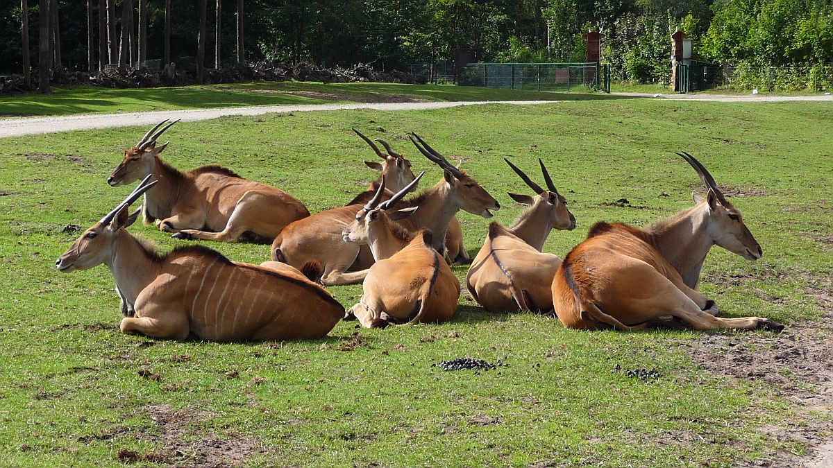 Elenantilopen im Serengetipark, 9.9.15