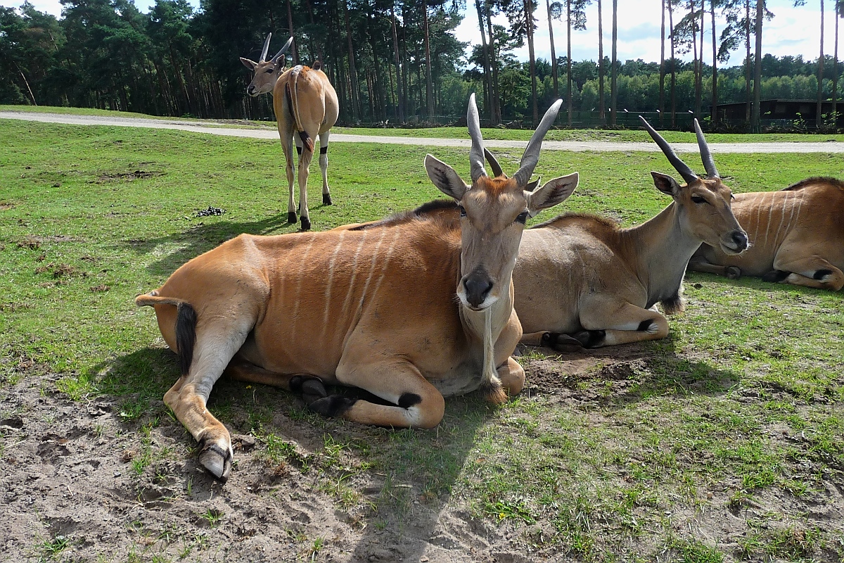 Elenantilopen im Serengetipark, 9.9.15 