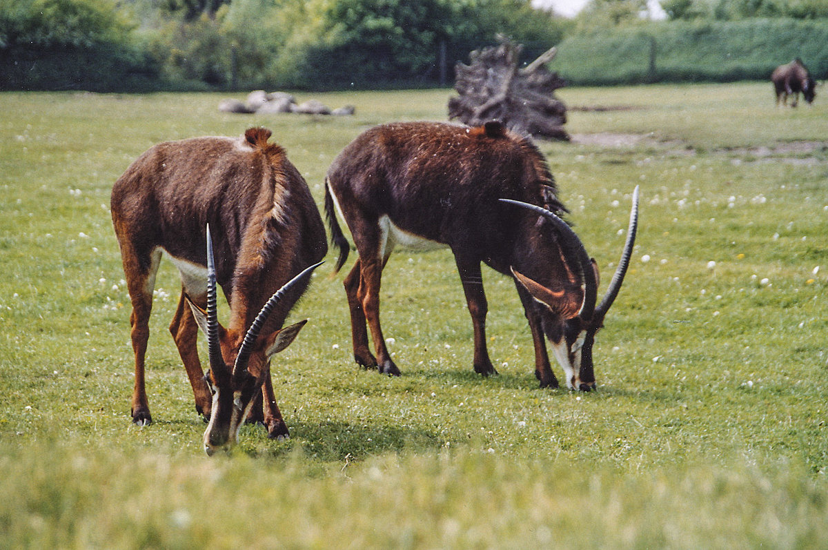Elenantilopen (Taurotragus oryx) in Givskud Zoo in Dnemark. Aufnahme: 30. Mai 2004.