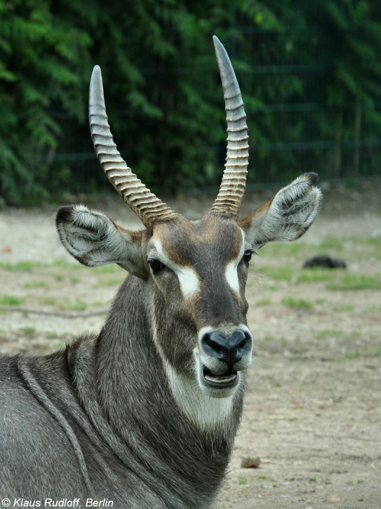 Ellipsen-Wasserbock (Kobus ellipsiprymnus ellipsiprymnus). Bock im Tierpark Berlin.